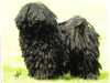 hungarian-puli breeders