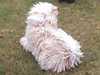 hungarian-puli owners
