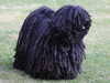 hungarian-puli puppies