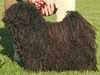 hungarian-puli results