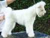 hungarian-pumi stud-dogs