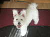 hungarian-pumi puppies