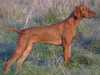 Hungarian Vizsla