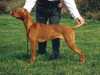 hungarian-vizsla breeders