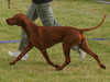 hungarian-vizsla owners