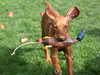 hungarian-vizsla stud-dogs