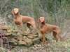hungarian-vizsla puppies