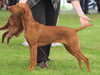 hungarian-vizsla results