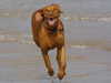 hungarian-vizsla clubs