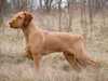 hungarian-wirehaired-vizsla breeders