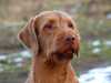 hungarian-wirehaired-vizsla owners