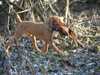 hungarian-wirehaired-vizsla stud-dogs