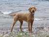 hungarian-wirehaired-vizsla puppies