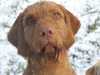 hungarian-wirehaired-vizsla clubs