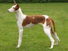 ibizan hound