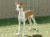 ibizan-hound breeders