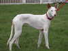 ibizan-hound owners
