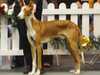 ibizan-hound stud-dogs