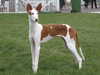 ibizan-hound puppies