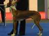 ibizan-hound results