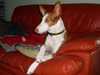ibizan-hound clubs