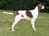 irish-red-and-white-setter breeders