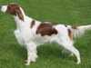 irish-red-and-white-setter stud-dogs