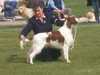 irish-red-and-white-setter puppies