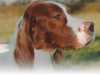 irish-red-and-white-setter results