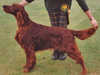 irish setter