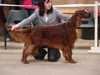 irish-setter breeders