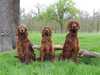 irish-setter owners