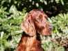 irish-setter stud-dogs