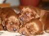 irish-setter puppies