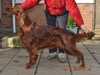 irish-setter results
