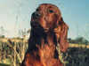 irish-setter clubs