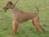 irish terrier