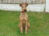 irish-terrier owners