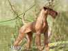 irish-terrier stud-dogs