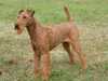irish-terrier puppies