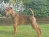 irish-terrier results