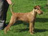irish-terrier clubs