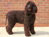 irish water spaniel