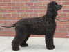 irish-water-spaniel breeders