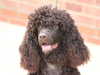 irish-water-spaniel owners
