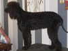 irish-water-spaniel stud-dogs