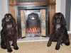 irish-water-spaniel results