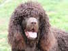 irish-water-spaniel clubs