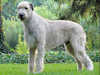 irish wolfhound