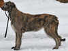 irish-wolfhound breeders